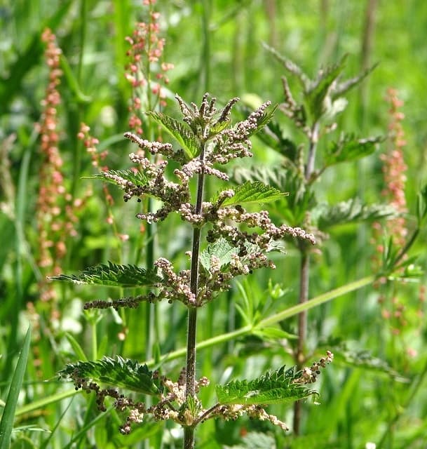 Nettle