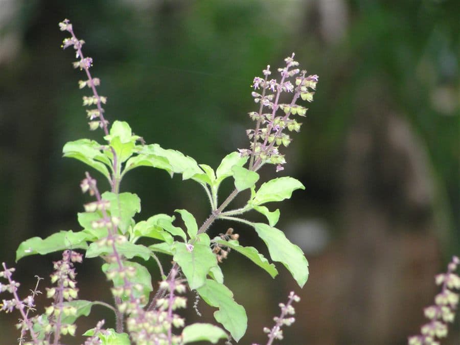 Tulsi (Holy Basil)